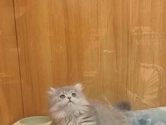 -欣宠猫屋·矮脚拿破仑·蓝金金渐层