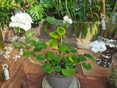-北马山庄植趣咖啡