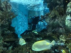 -上海海洋水族馆