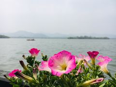 -杭州西湖柳莺里酒店