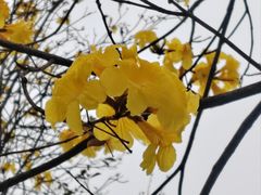 -洲头咀公园