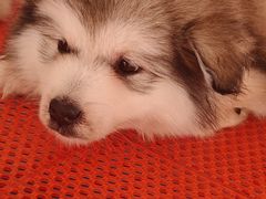 -哈尔滨道外花鸟鱼市场