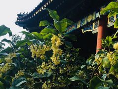 -颐和园