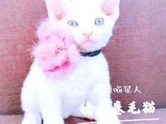 -十年猫舍·猫咪专门店(普陀店)