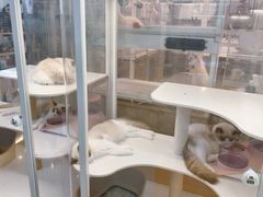 -翊宠yipet猫狗购宠庄园犬舍•猫舍