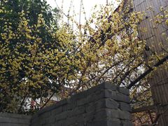 -秀丽东方