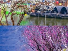 -洛阳市隋唐城遗址植物园