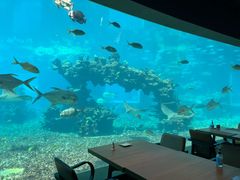 -涛·海底餐厅·美人鱼·自助餐·海底隧道(三亚海棠湾洲际度假酒店)
