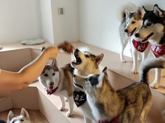 -Husky Go! 哈士奇体验馆·宠物咖啡厅狗咖