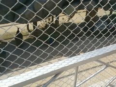 -泉州海丝野生动物世界