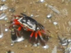 -北海金海湾红树林生态旅游区