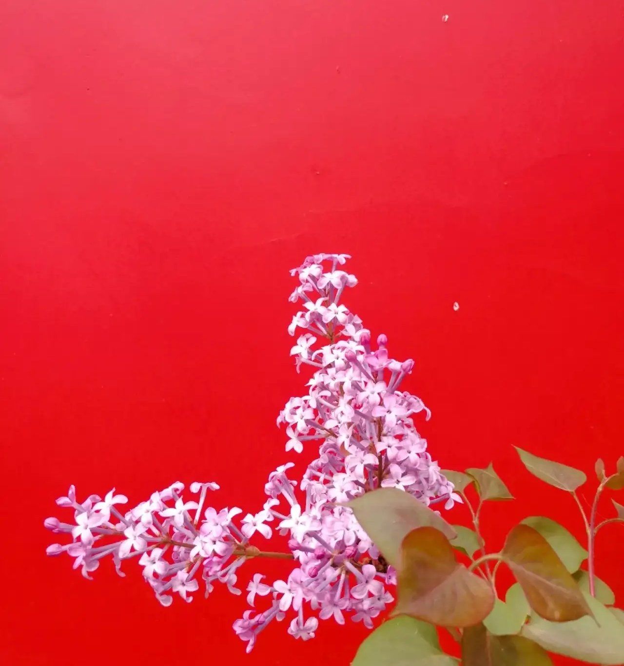 宣南文化博物馆东门南侧及南门东侧有两株丁香花,开花正盛,紧临红 