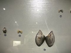 -青岛贝壳博物馆