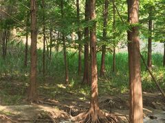 -白水寺森林公园