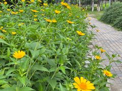 -东升八家郊野公园
