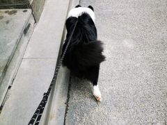 -佳雯宠物医院(金华南路分院)