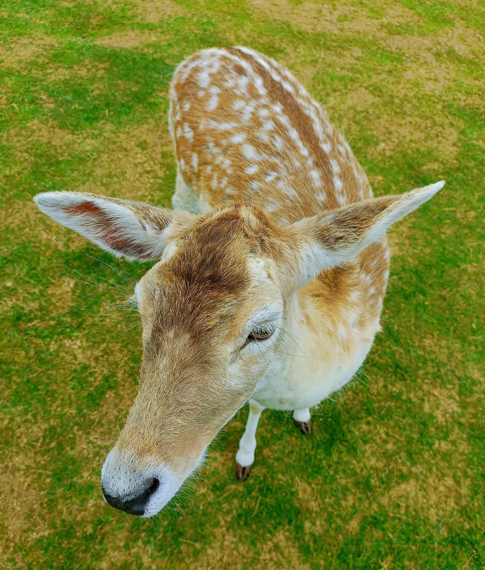治愈系风景❤️青青草原➕小鹿🦌小孩👶🏻