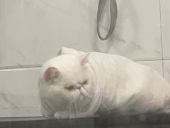 -萌兽医馆·宠物医院·猫骨科(创景店)