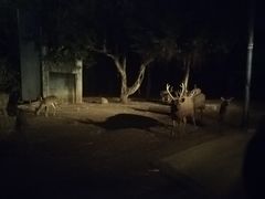 -清迈夜间动物园