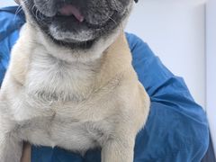 -达爱动物医院·犬猫分区·CT·复杂眼科(远洋山水分院)