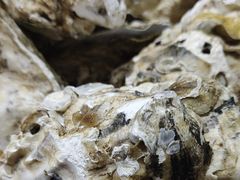 -盛华世家商业广场农贸水产综合批发市场