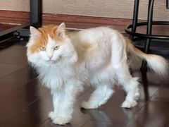 -美联众合动物医院·24h转诊中心