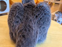 -有喵·猫咖·狗咖·30几只猫10只小狗(岗厦店)