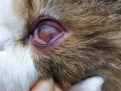 -邢大夫动物医院