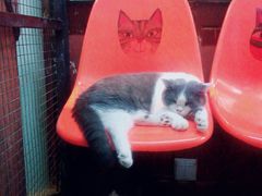 -猫咪博物馆(顶澳仔猫街店)