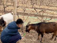-安德鲁户外烧烤帐篷营地(马泉营店)