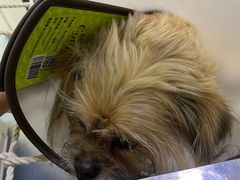 -瑞鹏宠物医院·爱宠堂(环西分院)