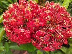 -西双版纳傣族园