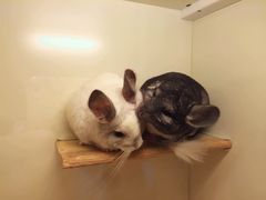 -龙猫仔乐园(惠福东路店)