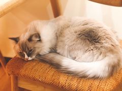 -滚猫咖啡·猫咖·猫友好撸猫(未来城店)