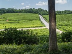-宜兴龙背山森林公园