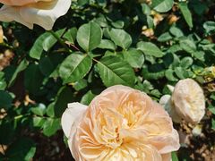 -人民公园(罗湖区)