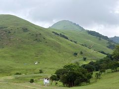 -大姆山草场