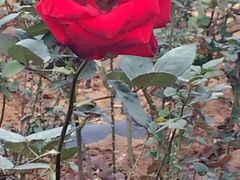 -松山湖梦幻百花洲