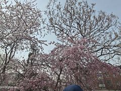 -桃花堤公园