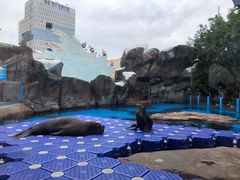-海合安成都极地海洋公园