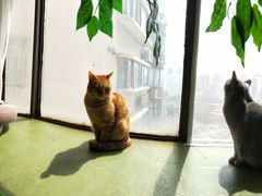 -猫猫幼稚园·撸猫·桌游·电玩