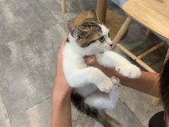 -楼上猫咖(罗湖店)