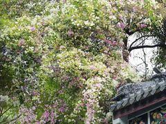 -深圳国际园林花卉博览园