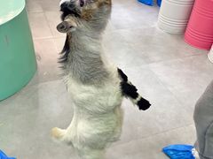 -Honey Bacca 哈尼芭卡高端萌宠(朝阳大悦城店)