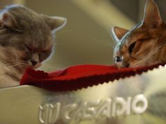 -猫色咖啡·猫咖