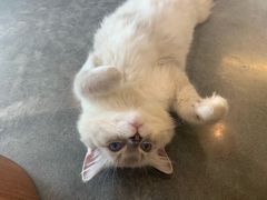 -瞄一喵猫咖(格力海岸店)