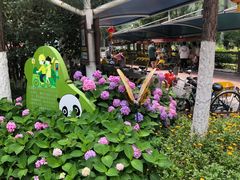 -合肥滨湖国家森林公园