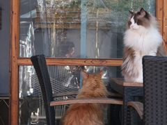 -喵屿·大理花园猫咖