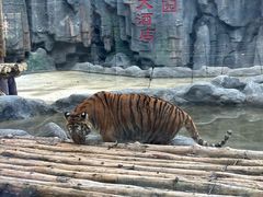 -太湖龙之梦