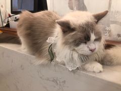 -共舞时光猫咖·狗咖(新街口店)
